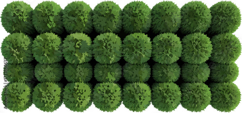 Overhead view of green bush balls artistic composition