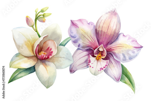 Watercolor Orchid and Lily Flower Set vector illustration 