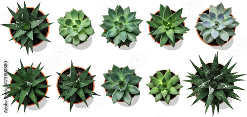Overhead view of various succulent plants in brown pots