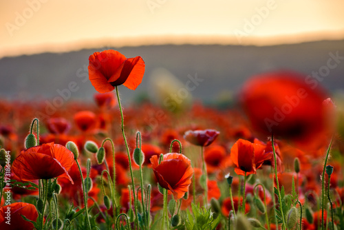 Photos red poppies in the field