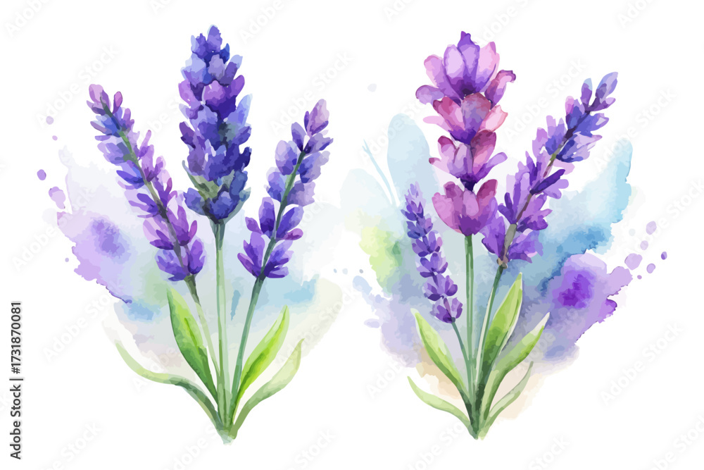 Fototapeta premium Watercolor Lavender Flowers with Stem Hand Painted vector illustration