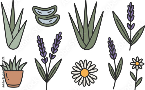 Rustic skincare packaging elements aloe vera lavender daisy hand drawn organic natural