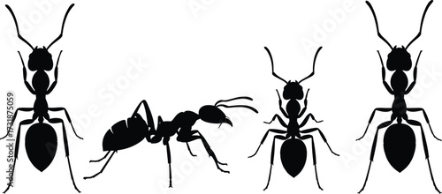 Ant silhouette vector illustration, insect anatomy, black ant graphic, entomology design, isolated ant shapes, editable ant icons, educational insect clipart