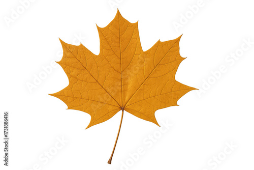 Wallpaper Mural Yellow maple leaf falling in autumn on transparent background Torontodigital.ca
