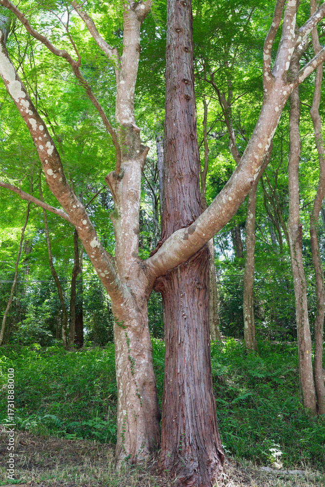 Fototapeta premium A unique natural scene where a maple tree and a cedar tree are growing closely together, creating an intertwined appearance in the forest of Korankei, Aichi Prefecture, Japan.
