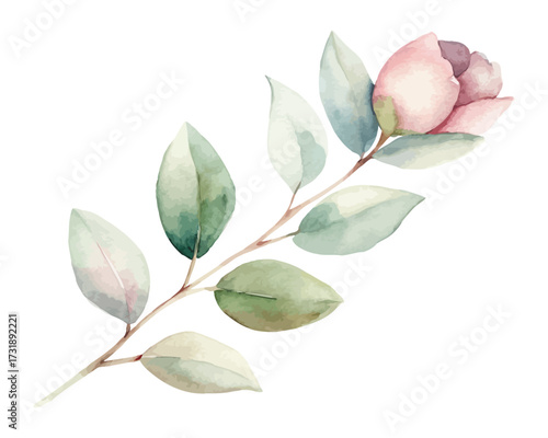 Watercolor Eucalyptus Leaf and Flower Branch isolated on white background