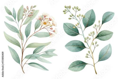 Watercolor Eucalyptus Leaf and Flower Branch isolated on white background