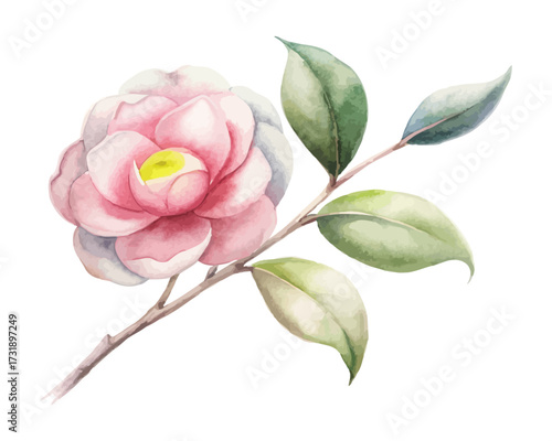 Watercolor Camellia Flower Branch with Leaves isolated on white background