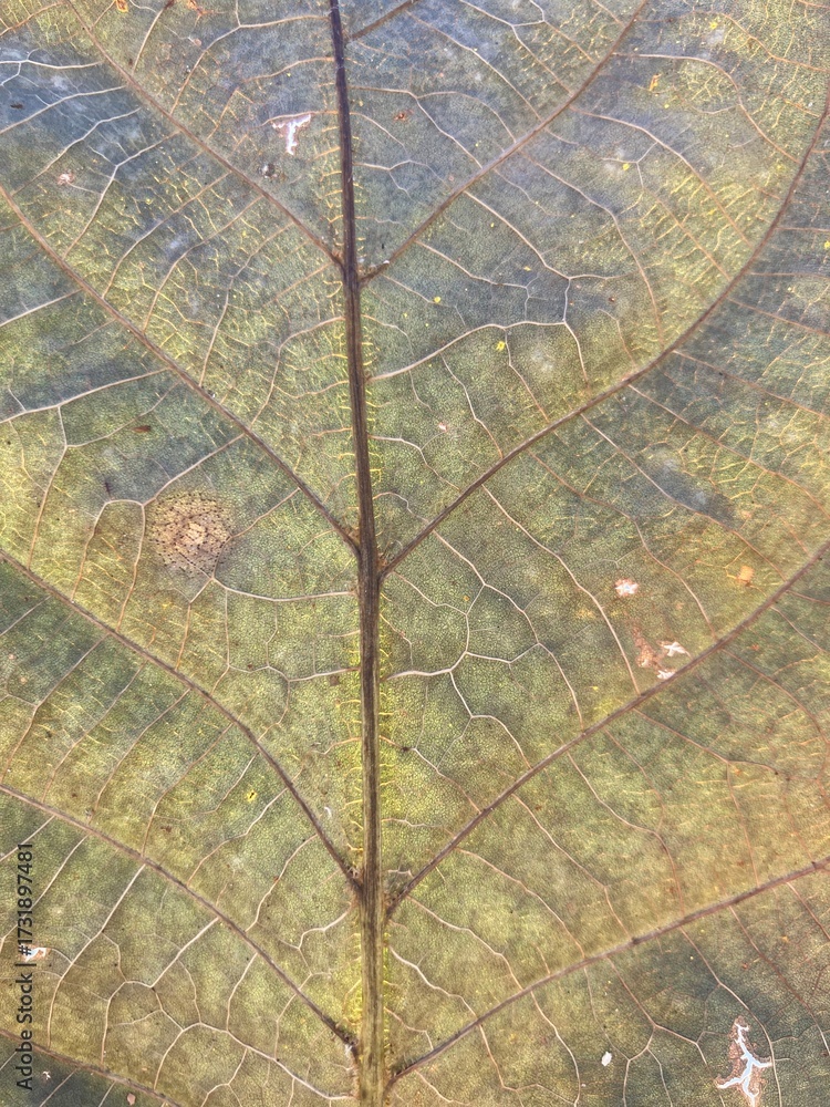 Obraz premium Autumn leaf vein