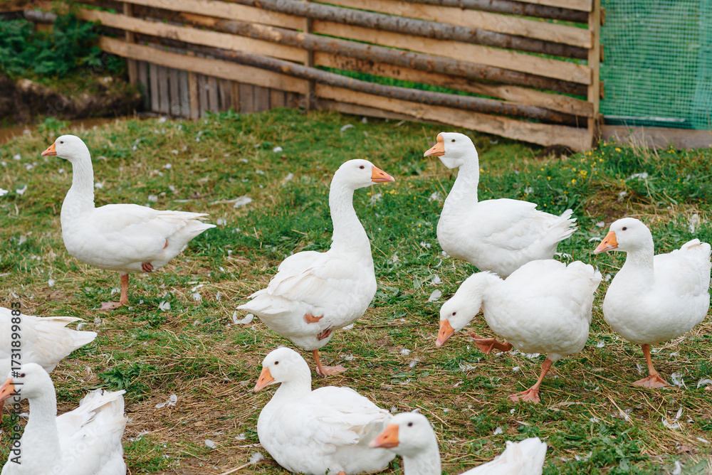 Obraz premium white geese in wooden paddock on green grass in farm in summer day