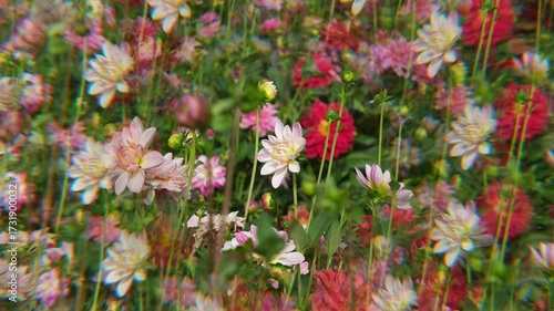 Wallpaper Mural Abstrakter Blumen Hintergrund Video, Farbige Blumenbeet mit gemischten verschiedenfarbigen blühenden Blumen Kaleidoskopisch Torontodigital.ca
