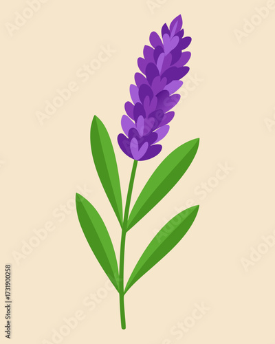 Purple Lavender Flower Detailed Illustration