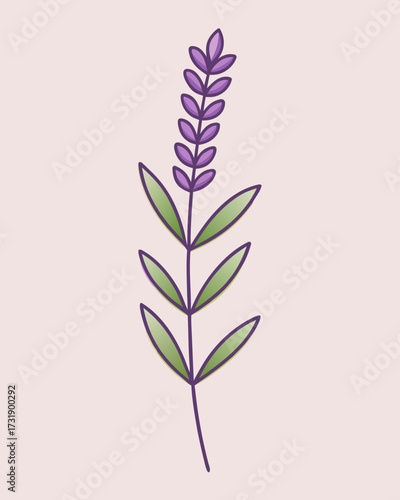 Purple Lavender Flower Detailed Illustration