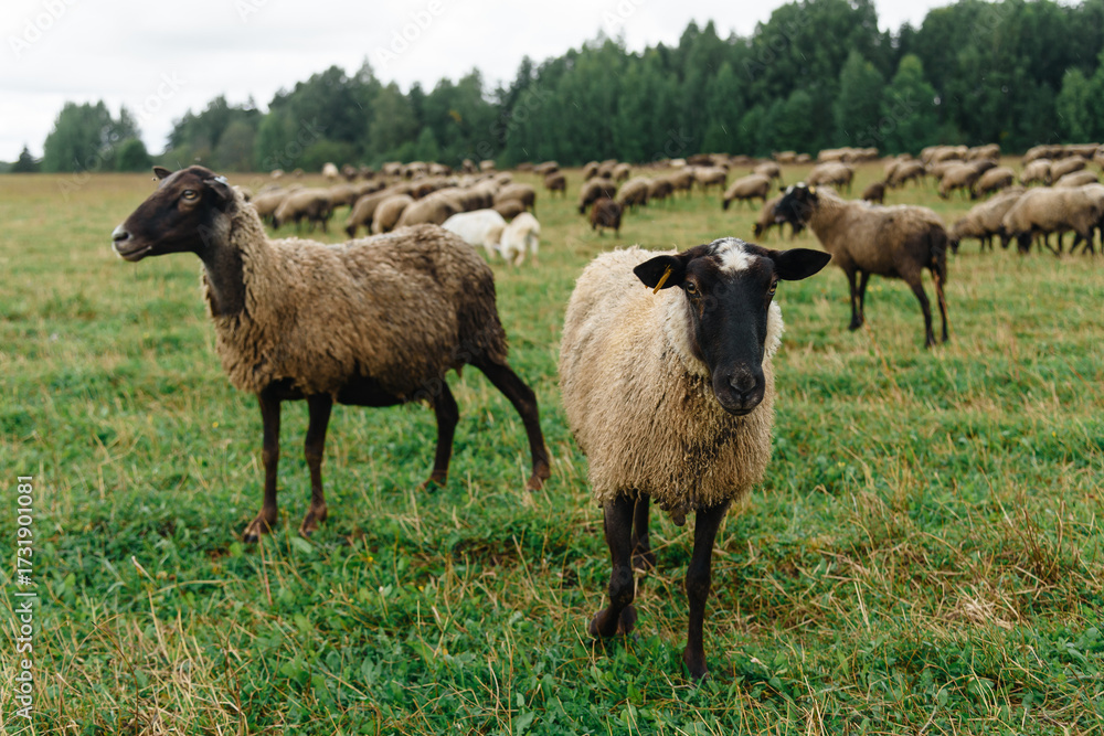 Fototapeta premium black and grey flock of sheep on green meadow on farm in summer, ear tags