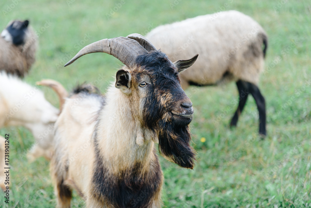 Obraz premium black and grey goat and sheep on green meadow on farm in summer