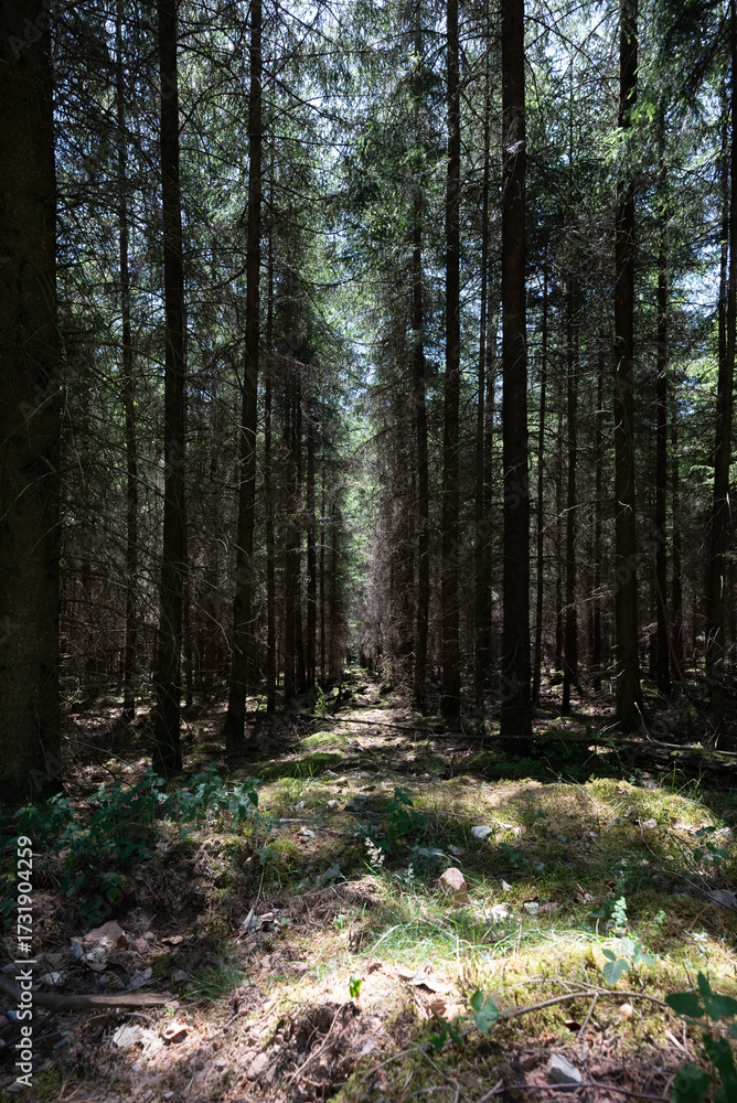 Fototapeta premium Mystical Forest with Tall Pine Trees and Sunlight Filtering Through