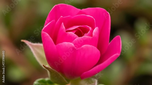 Wallpaper Mural Pink Rose Bud Ready to Blossom in the Morning Sun in a Garden During the Summer Torontodigital.ca