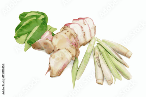 Aromatic Trinity Galangal, Kaffir Lime Leaves,Lemongrass Cut isolated watercolor vector illustration svg