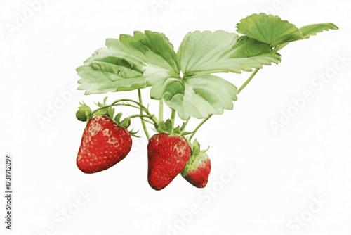 Crimson Blossoms strawberry plant isolated watercolor vector illustration svg