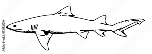 Shark Outline Sketch