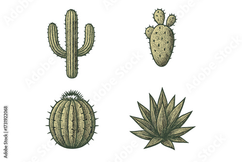 Vintage desert succulent plants assortment featuring saguaro, prickly pear, barrel cactus, and agave