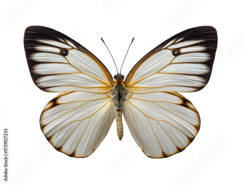 Butterfly's Graceful Design: A striking butterfly unfurls its delicate wings, displaying an intricate pattern of black, white, and gold hues in a moment of serene beauty. 