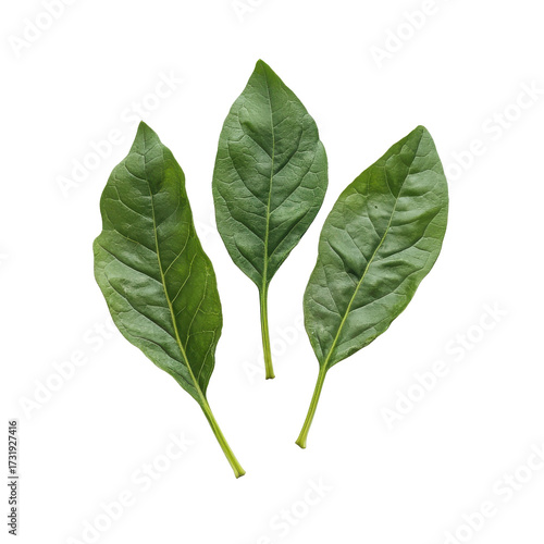 Vibrant Trio of Leaves: Capturing the freshness and detailed texture of three lush green leaves, embodying the essence of nature and botanical beauty.