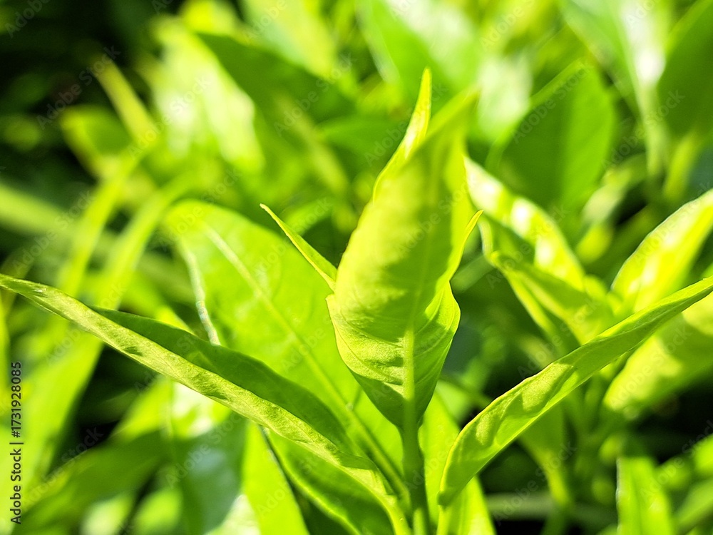 Obraz premium New green shoots under the evening sun - Long and slender green leaves amidst a green backdrop, with the bright green color accentuated by the bright yellow evening sunlight. Note the shadows.