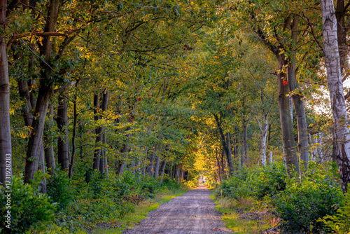 Hiking concept, Gravel trail or path in the wood, Countryside forest during season change with green, yellow and orange leaves, Drenthe Dutch province, Netherlands, Autumn landscape, Nature background
