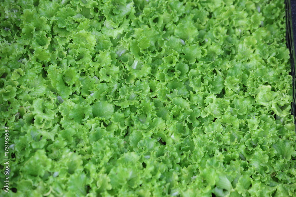 Obraz premium vibrant green lettuce seedlings close up texture