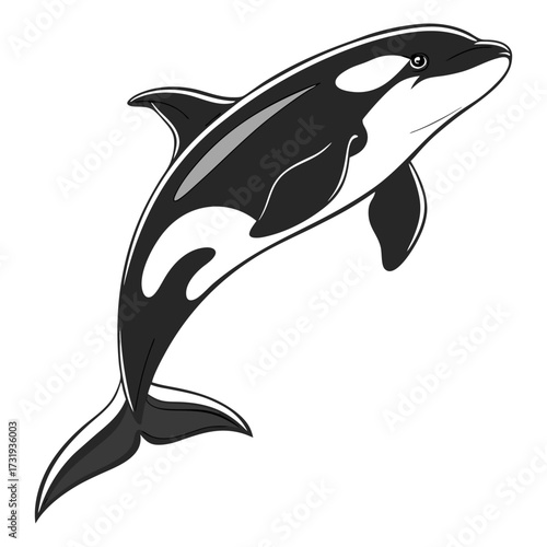 A photorealistic image of an orca, centered in the frame, against a stark white background. The orca is positioned mid-air, arched in a dynamic pose, as if leaping or diving. Its body exhibits the cha