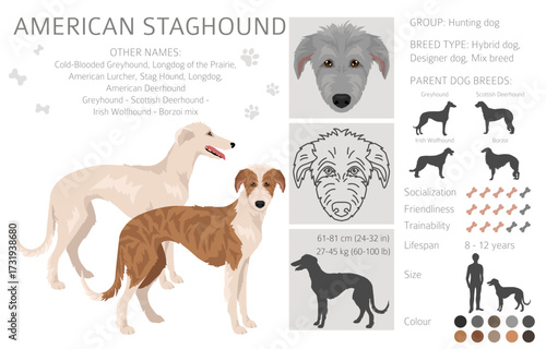 American Staghound clipart. Greyhound, Scottish Deerhound, Irish Wolfhound, Borzoi mix. Different coat colors set.  Vector illustration