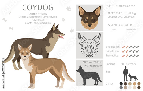 Coydog clipart. Coyote - domestic dog mix. Different coat colors set.  Vector illustration