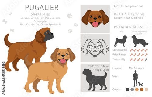 Pugalier, Cavapug clipart. Pug - Cavalier KIng charles Spaniel mix. Different coat colors set.  Vector illustration