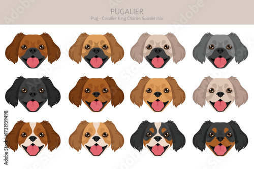 Pugalier, Cavapug clipart. Pug - Cavalier KIng charles Spaniel mix. Different coat colors set.  Vector illustration
