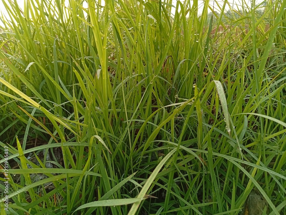 Fototapeta premium Grass accompanied by morning dew drops green grass background 