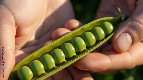 fresh green peas in pod held by hands