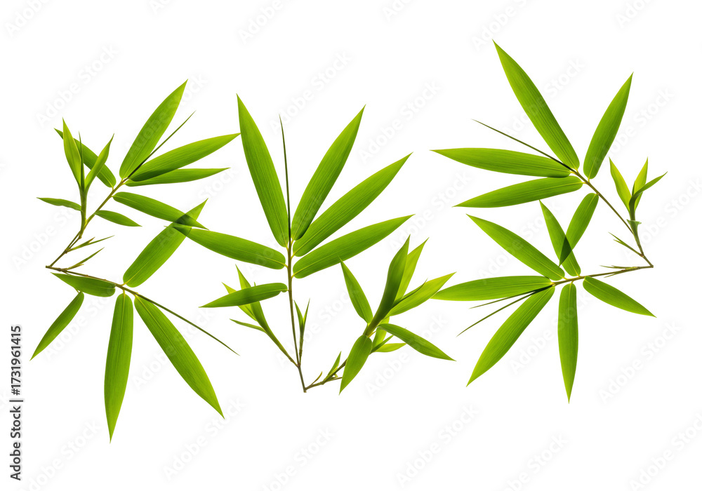 Obraz premium Bamboo leaves arrangement green stalk transparent background