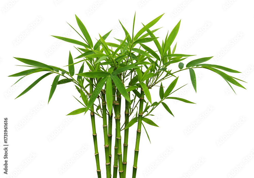 Fototapeta premium Bamboo stalks with leaves isolated on transparent background green plant