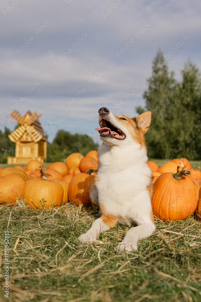 Photography Poster Mixed Breed Dog Standing in Autumn Pumpkin
