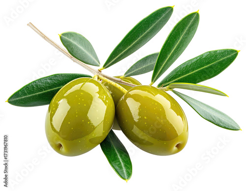 Fresh green olives on a branch with leaves