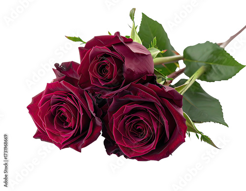 Deep burgundy roses, close-up