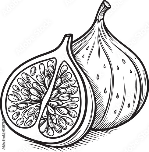 Figs / Cut Fig Hand-drawn Sketch Drawing Vector Illustration, Line Linear Symbol Engraving Coloring Book, Black and White Isolated