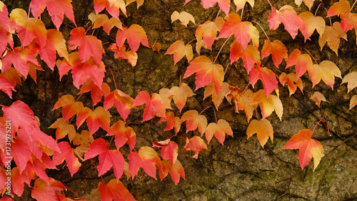 Autumn colors bright pink, yellow, green leaves of maiden grapes on wall in fall. Bright colors of autumn. Parthenocissus tricuspidata or Boston ivy changing color in Autumn. Nature pattern