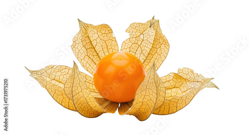 Photos Isolated Physalis Peruviana fruit with its dry, papery husk, also known as a Cape Gooseberry