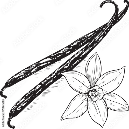 Vanilla Sticks and Flower Hand-drawn Sketch Drawing Vector Illustration, Line Linear Symbol Engraving Coloring Book, Black and White Isolated