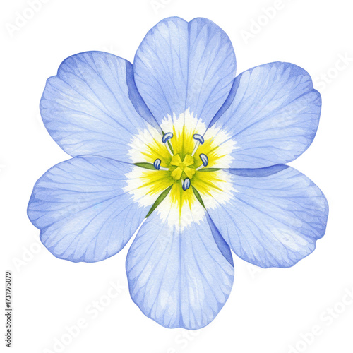 Fototapeta Naklejka Na Ścianę i Meble -  Delicate watercolor flax flower with yellow center isolated on white background