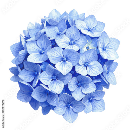 Watercolor hydrangea bloom delicate blue petals in spherical floral arrangement isolated on white background #1731976290