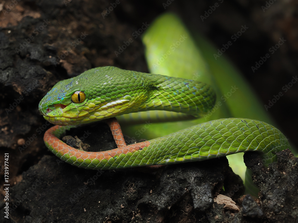 Fototapeta premium A striking bright green White-lipped Pit Viper is coiled in a dark, rocky crevice. It has vivid yellow eyes and a focused, ready posture.