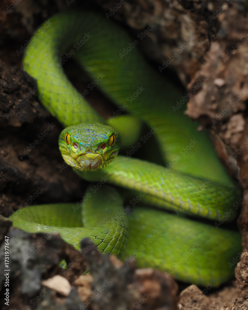 Fototapeta premium A striking bright green White-lipped Pit Viper is coiled in a dark, rocky crevice. It has vivid yellow eyes and a focused, ready posture.
